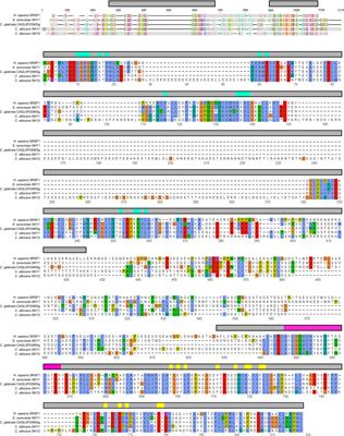 Candida albicans SR-Like Protein Kinases Regulate Different Cellular Processes: Sky1 Is Involved in Control of Ion Homeostasis, While Sky2 Is Important for Dipeptide Utilization